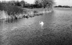 Tur-om-Damhussøen-11