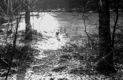 1974-Vinterskovtur-117