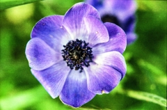 1977-Blomster-og-natur-102