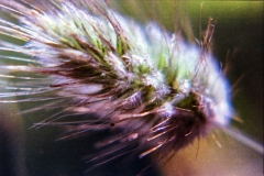 1977-Blomster-og-natur-105