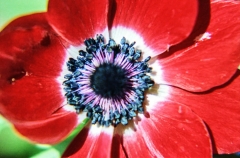 1977-Blomster-og-natur-106