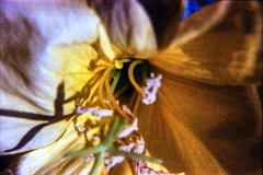 1977-Blomster-og-natur-108