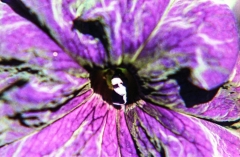 1977-Blomster-og-natur-109