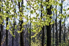 1977-Blomster-og-natur-110