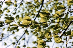 1977-Blomster-og-natur-112