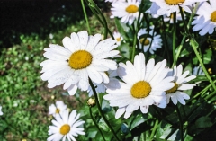 1977-Blomster-og-natur-116