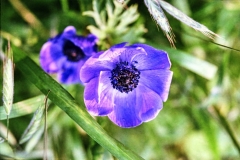 1977-Blomster-og-natur-118