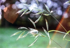 1977-Blomster-og-natur-122