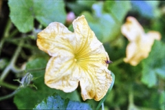 1977-Blomster-og-natur-125