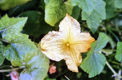 1977-Blomster-og-natur-126