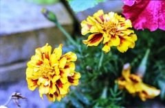 1977-Blomster-og-natur-127