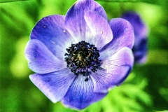 1977-Blomster-og-natur-128