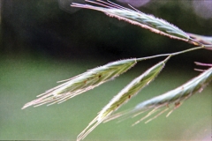 1977-Blomster-og-natur-133