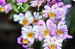 1977-Blomster-og-natur-135