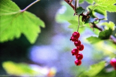 1977-Blomster-og-natur-138