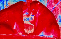 1978-Fotoeksperiment-116