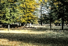 1979-Knuthenborg-101