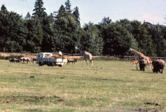 1979-Knuthenborg-104