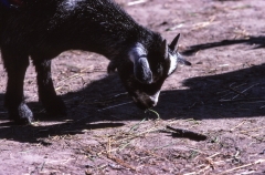 1979-Knuthenborg-105