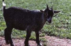 1979-Knuthenborg-106