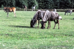 1979-Knuthenborg-107