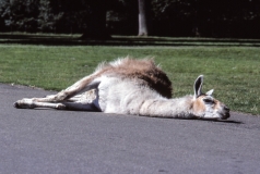 1979-Knuthenborg-108