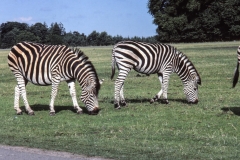 1979-Knuthenborg-109