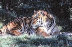 1979-Knuthenborg-112