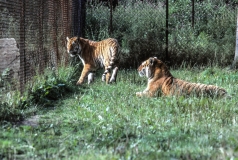 1979-Knuthenborg-113