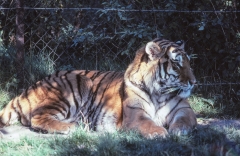 1979-Knuthenborg-115