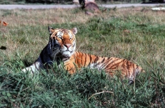 1979-Knuthenborg-116