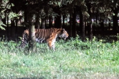 1979-Knuthenborg-117