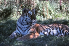 1979-Knuthenborg-118