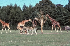 1979-Knuthenborg-119