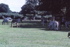 1979-Knuthenborg-122