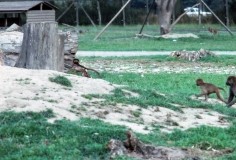 1979-Knuthenborg-124