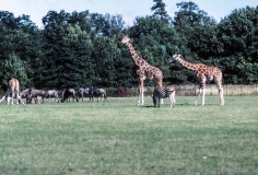 1979-Knuthenborg-125