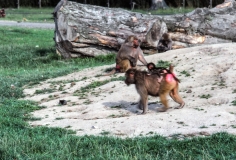 1979-Knuthenborg-126