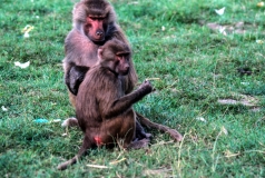 1979-Knuthenborg-128