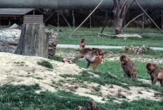 1979-Knuthenborg-129