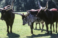 1979-Knuthenborg-130