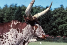 1979-Knuthenborg-131