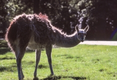 1979-Knuthenborg-132