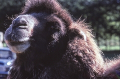 1979-Knuthenborg-133