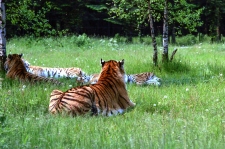 1980-Knuthenborg-105