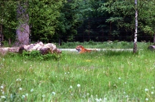 1980-Knuthenborg-106