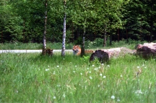 1980-Knuthenborg-107