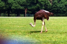 1980-Knuthenborg-112