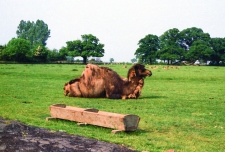 1980-Knuthenborg-113