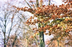 1980-Sverrige-med-DC-131